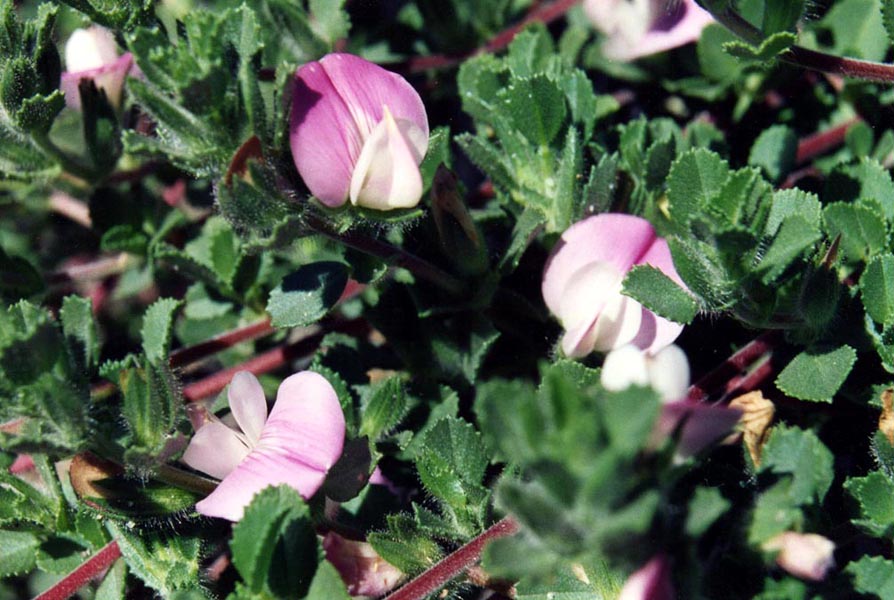 Ononis repens ssp maritima en fleurs sur les dunes fixées de l'Europe atlantique